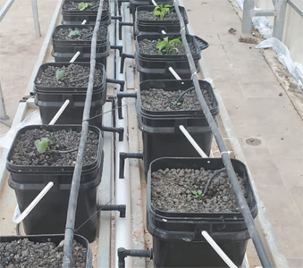 Abdullah Mahmoud has transformed his father’s abandoned nursery in west Amman into a family-run food sustainability project with the aid of the Dutch bucket system (Photo courtesy of Abdullah Mahmoud)