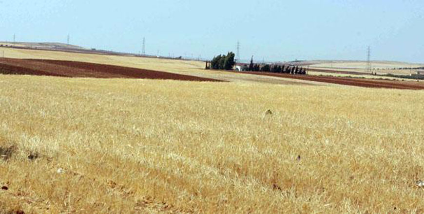 Every year between May and August, the Ministry of Agriculture buys wheat and barley from farmers at prices preferential for producers (File photo)