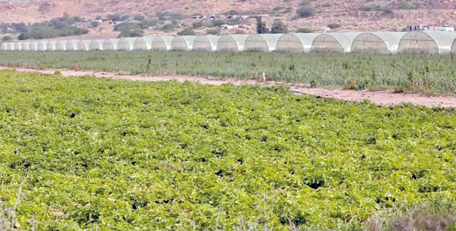 Minister of Agriculture Khalid Hneifat on Sunday urges traders to refrain from exporting vegetables to Israel, saying there is no legal mechanism preventing exports to Israel (JT File)
