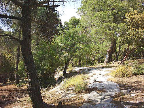 Native forest trees to the area of Dibeen were planted, such as pine, maple and Greek juniper during the project (Photo courtesy of Friends of Dibeen Facebook page)