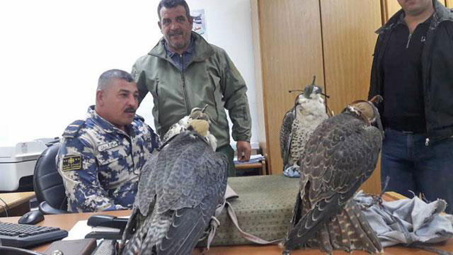 Jordan banned the entry of falcons in 2015, however the Royal Society for the Conservation of Nature recently announced a plan to establish a falconry training centre in the Burqu Nature Reserve to legalise and regulate the practice  (JT file photo)