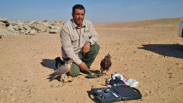 Seized falcons are seen at the RSCN (Photo courtesy of the RSCN)