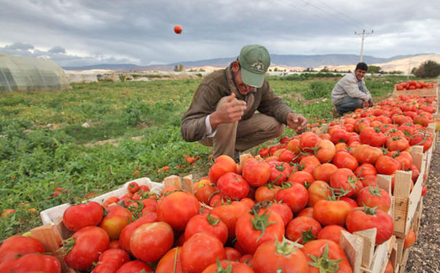  Farmers voice their concern for the sector regarding the government’s decision to raise taxes on agricultural produce (Petra photo)