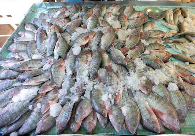 Jordanians consume 30,000-40,000 tonnes of fresh and frozen fish annually (Photo by Osama Aqarbeh)