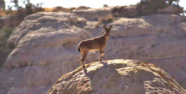  The Nubian ibex is one of the 34 species with special protection that was killed excessively, the study shows (Photo courtesy of RSCN)