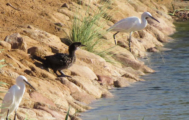 The sighting of the Pygmy Cormorant at Aqaba Bird Observatory in September was only the second time in 20 years anyone has seen the bird in Jordan, and the first in Aqaba, according to ABO Director Feras Rahahleh (Photo courtesy of ABO Facebook page)