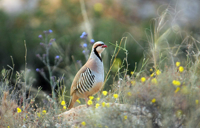 The Kingdom has been witnessed a declining trend of the game species recently (Photo courtesy of RSCN)