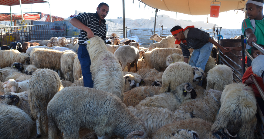 In this file photo, vendors showcase sheep in a pen set up in Amman during the Eid Al Adha season (Photo by Muath Freij)