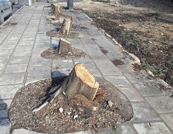 The Arab Group for the Protection of Nature says that Greater Amman Municipality has cut tens of trees within the University of Jordan's campus, as part of its clearance of routes for the Bus Rapid Transit project (Photo courtesy of the APN)