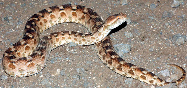 The Ministry of Agriculture on Tuesday denied rumours that the Daboia palaestinae, also known as the Palestine viper, exists in large numbers in Jordan. The ministry says that the snake exists in small numbers in remote areas across the Kingdom and feeds on reptiles, rats and mice and that there is no need to kill it (Photo courtesy of Facebook)