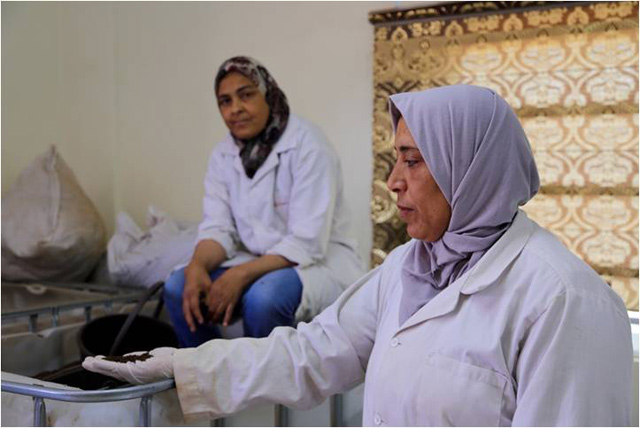  Women from the Khaldiya Women’s Society conduct the manure packaging process in Khaldiya recently (Photo courtesy of UNDP Jordan)