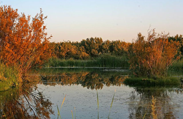 Pumping water to different parts of the Azraq Wetland reserve has helped attract a large variety of bird species, especially migrants (Photo courtesy of RSCN)