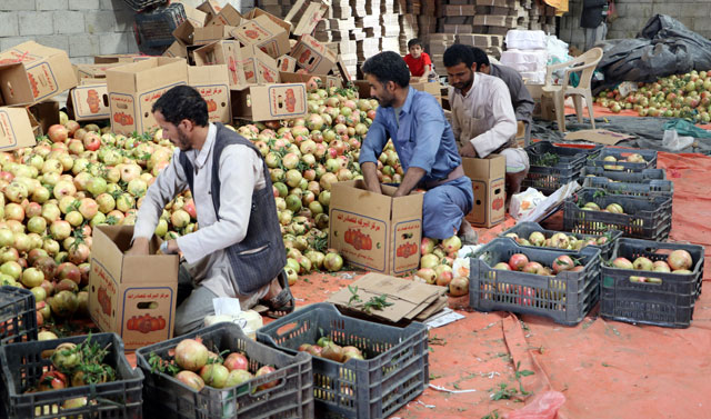 Workers pack pomegranates for export in Saada, Yemen, on September 25 (Reuters photo)