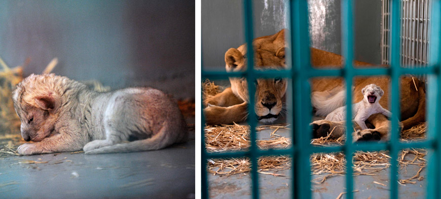A handout picture released on Monday by Four Paws shows a new-born tiger inside a cage at an animal sanctuary in Amman (AFP photos/Four Paws/Ahu Savan An)