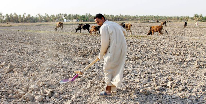 An Iraqi man uses a shovel on a dry field in an area affected by drought in the Mishkhab region, central Iraq, on July 2 (AFP photo)