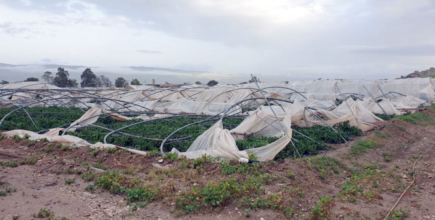   Winds during a cold front dubbed ‘the dragon’ caused severe damage to greenhouses, trees and crops in the Jordan Valley (Photos courtesy of Nawash Al Yazjeen)