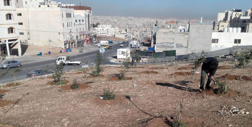 The Greater Amman Municipality planted around 25,000 trees in 2019 (Photo courtesy of GAM)