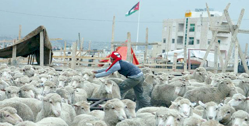 New regulations prohibit the slaughtering of sheep inside butcher shops given the Health Ministry’s decision to only license open spaces for sacrifices (JT file photo)