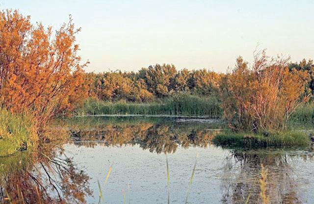 A view of Azraq Wetland reserve (Photo courtesy of RSCN )
