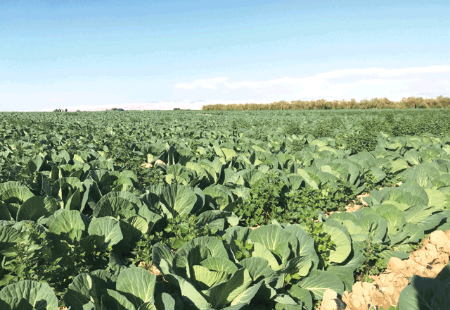 A view of a farm near the Dead Sea area in this recent photo (File photo)