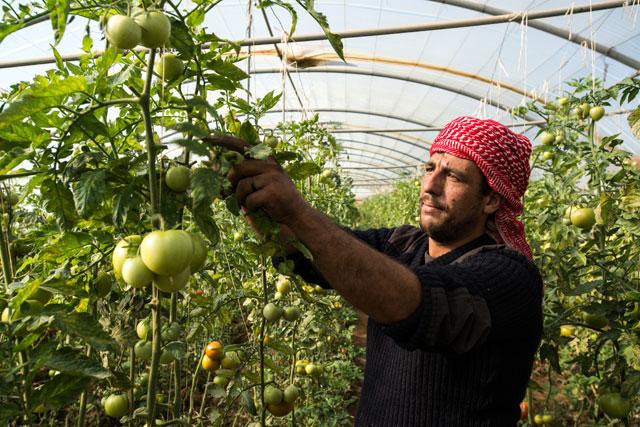A man works on a tomato farm in Mafraq, some 80km northeast of Amman, in this undated photo (Petra photo)