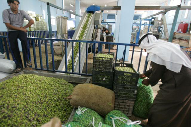 A view of an olive mill. Olive pomace, locally known as ‘jift’, is a solid residue generated by the mills that press olives for oil (File photo)