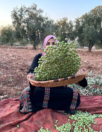 Olive oil has not escaped the impacts of climate change on food production in Jordan (Photo courtesy of NARC)