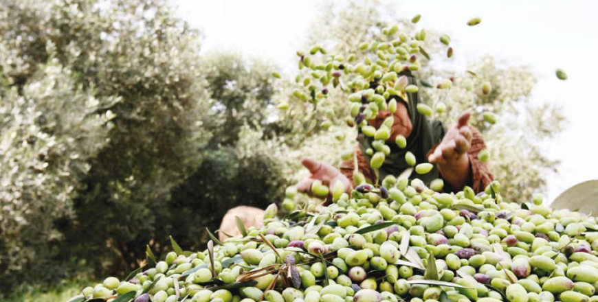 The Kingdom is expected to yield 33,000 tonnes of olive oil this season, according to Olive Oil Producer and Mill Owner Syndicate Spokesperson Mahmoud Al Omari (File photo)