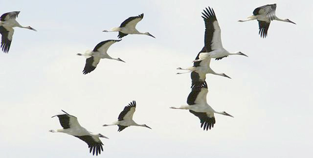 Around 437 bird species have been recorded in Jordan, of which 70 per cent are migratory and 30 per cent are resident, according to the Royal Society for the Conservation of Nature (Petra photo)