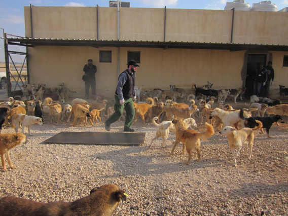 GAM focuses on the sterilisation of Amman’s stray dogs through humane and scientific methods, according to Director for the Animal Control and Animal Welfare Department at GAM Shtoora Edwan (Photo courtesy of GAM)