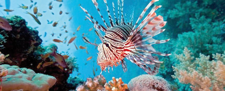 Coral reefs in the Gulf of Aqaba (Photo courtesy of Aqaba Marine Park)