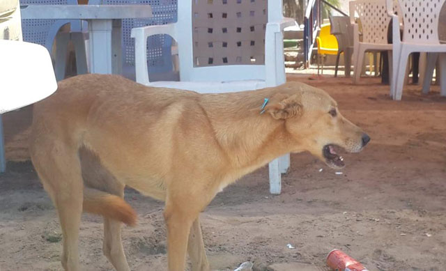 Under the Greater Amman Municipality’s sterilisation programme, captured stray dogs undergo neutering and vaccination before being released back onto the streets (Photo courtesy of Hazem Yacoub)
