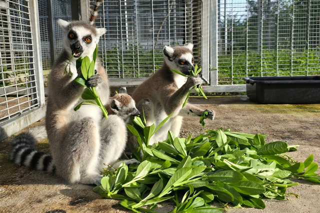 This undated handout photo released on Wednesday by Thailand’s ministry of natural resources and environment shows ring-tailed lemurs that were seized in an anti-trafficking operation eating at a facility in the Thai province of Chonburi (AFP photo)