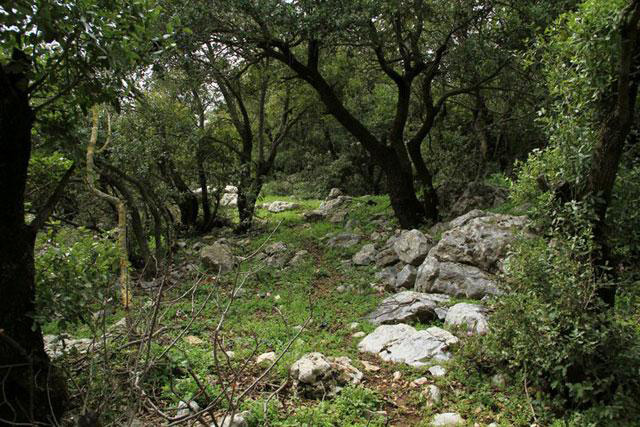  The national afforestation project launched on Wednesday aims to help local communities by creating job opportunities and establishing catchment areas in the desert to provide basic services for visitors (JT file photo)