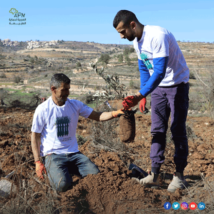 The Arab Group for the Protection of Nature’s Million Tree Campaign, launched in 2001 during the second Palestinian Intifada (uprising), aims to replant trees destroyed by Israeli forces (Photo courtesy of APN)