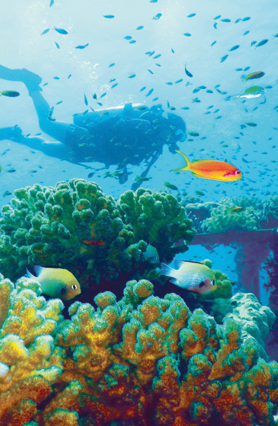 The coral reefs of the Red Sea are a rich source of food, livelihoods, coastal protection, and natural products, and they support millions of people living in the countries bordering the sea, according to a recently launched policy paper titled ‘The Gulf of Aqaba’s Reefs of Hope’ (Photo courtesy of the policy paper)