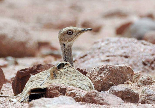 The houbara bustard was brought back to its historical habitat in Jordan under a programme for the reintroduction of the bird organised by the RSCN and the International Fund for Houbara Conservation (Photo courtesy of the International Fund for Houbara Conservation Facebook page)