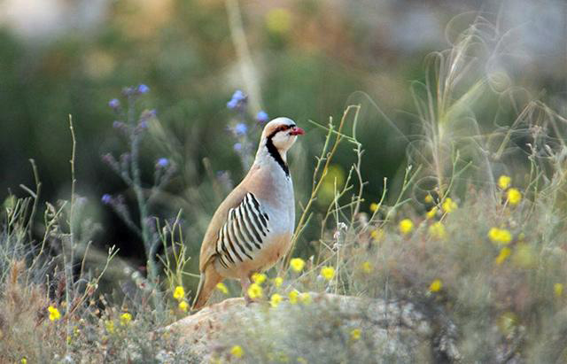 A decision to prohibit hunting of the sand partridge has not been effective, according to stakeholders (Photo courtesy of RSCN)