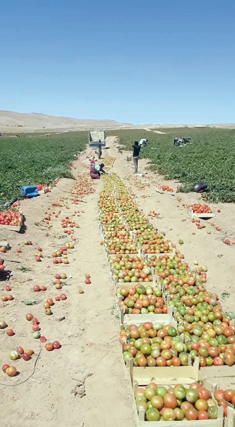 Workers are seen on a tomato farm in this recent photo (Photo courtesy of Radi Ajarmeh)