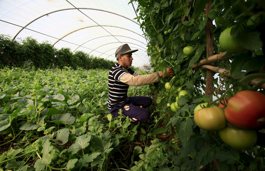 A farmer checks on his crop of tomatos in Tipaza, west of Algiers, Algeria, last week (Reutes photo)