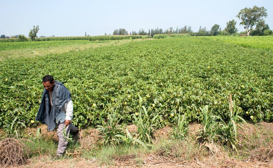 Cotton farmer Am Tayeb walks through a field of extra long staple ‘Giza 88’ cotton in Shubra Kheit in El Beheira Governorate, north of Cairo, Egypt, last month (Reuters photo)