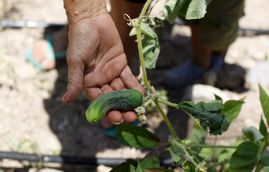 A woman shows a cucumber at her drought-affected plot, in the southern village of San Francisco de Coray, in the department of Valle, Honduras, last week. Linked to El Nino weather phenomenon, this year's drought has hit subsistence farmers living in Central America's ‘dry corridor’ that runs through parts of Guatemala, El Salvador, Honduras and Nicaragua, hard. The UN World Food Programme warned the extended dry spell, which is expected to last until March 2016, will lead to a drastically reduced harvest as drought destroys bean and maize crops, local media reported (Reuters photo)