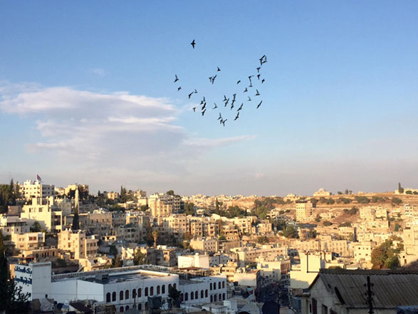 A total of 37 types of migratory soaring birds, which maintain flight by using rising air currents, travel on the Rift Valley-Red Sea Flyway annually (Photo by Muath Freij)