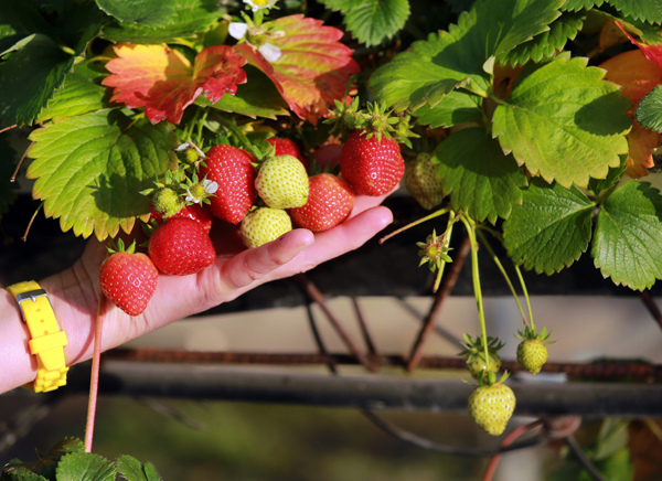 A producer from the Perigord region checks her ripe strawberries, due to the unusual warm temperatures, on December 29, in Cendrieux, southwestern France. Strawberries from the Perigord and aspargus from Alsace harvested for Christmas, Mimosa flowers of the French Riviera blooming for New Year’s Eve: the exceptionally mild temperatures of the year-end disoriented nature (AFP photo)