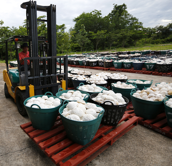 Workers move baskets filled with rubber at the central rubber market in Nong Khai, Thailand, September 16, 2015 (Reuters photo)