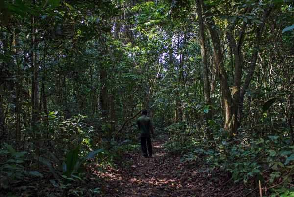 A tour guide walks in the Zika forest in Uganda, near Entebbe, on Friday (AFP photo)