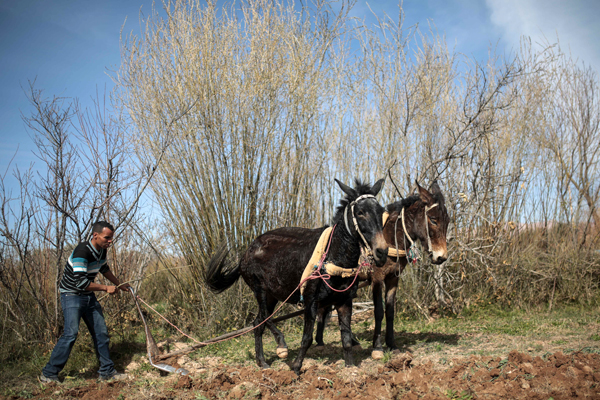 A berber villager ploughs his land in preparation for sowing wheat, in a village near Kalaat M'Gouna, a town in Ouarzazate, Morocco, on Wednesday (AP photo)