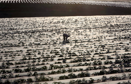 A Palestinian farmer tends to his land in the village of Al Nassariyah, east of Nablus in the occupied West Bank, on Saturday (AFP photo)