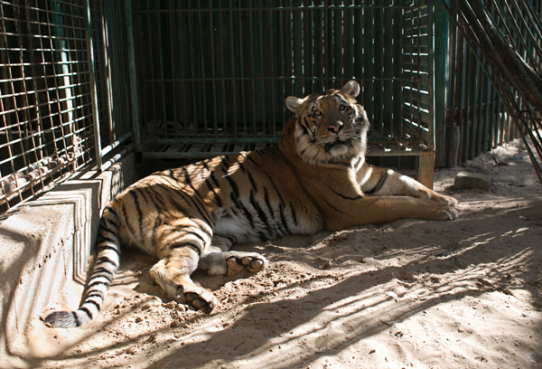 A tiger looks on from inside it’s cage at a zoo in Khan Younis, in the southern Gaza Strip, on March 5 (AFP photo)