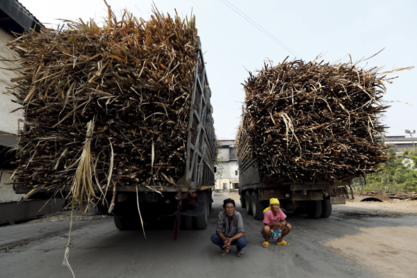 Two truck drivers wait to deliver the sugarcane harvest at a sugar mill in Pakchong district in Ratchaburi province, Thailand, March 22, 2016 (Reuters photo)